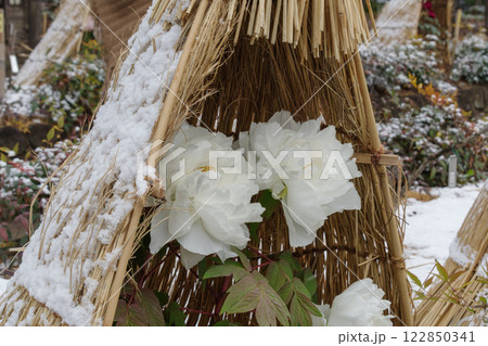 雪の積もる藁囲い（ワラボッチ）の白い冬牡丹（連鶴） 122850341