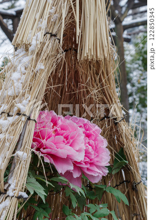 雪の積もる藁囲い（ワラボッチ）のピンクの冬牡丹（八束の香り） 122850345