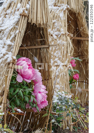 雪の積もる藁囲い（ワラボッチ）の冬牡丹（島錦） 122850346