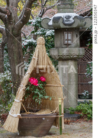 わら囲い（ワラボッチ）の赤い冬牡丹の花（美装） 122850347
