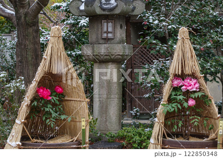 わら囲い（ワラボッチ）の赤い冬牡丹の花 122850348