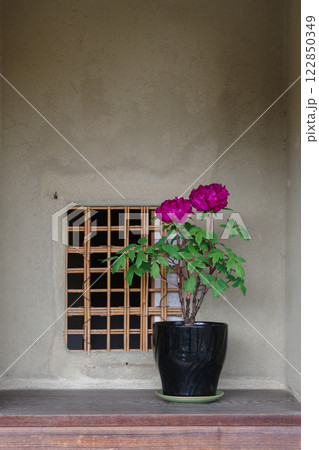 古民家に飾られた牡丹の花(新国色) 古民家に飾られた牡丹の花(新国色) 122850349