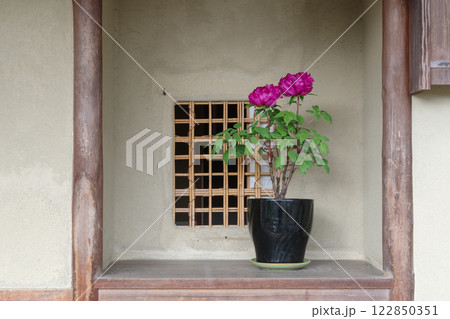 古民家に飾られた牡丹の花（新国色） 122850351