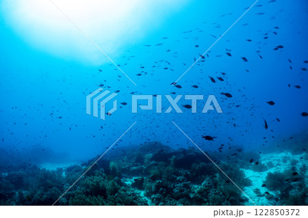 青い海と魚たち 青い海と魚たち 122850372