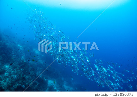 青い海と魚たち 122850373