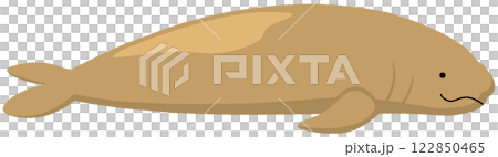 northern elephant seal 122850465