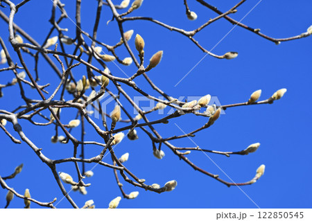 早春の青空をバックに開花を待つハクモクレンの蕾 122850545