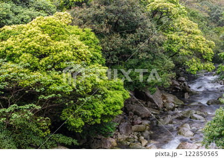 屋久島洋上アルプスの春(4月)新緑若葉が映える宮之浦川支流 122850565