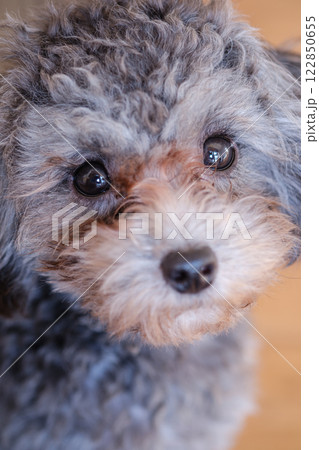 見つめる犬 122850655