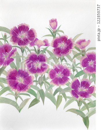 水彩絵の具で描いたピンク色のナデシコの花のイラストレーション 122850737