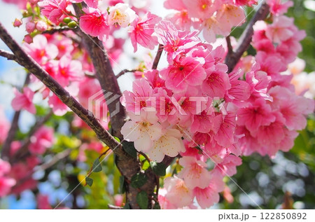 【沖縄】満開の寒緋桜 122850892