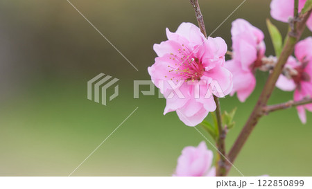 一輪の桃の花（ハナモモ）のクローズアップ 122850899
