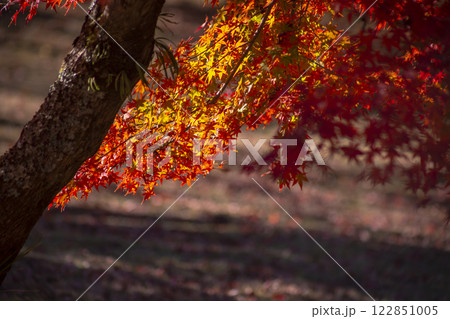 紅葉 122851005