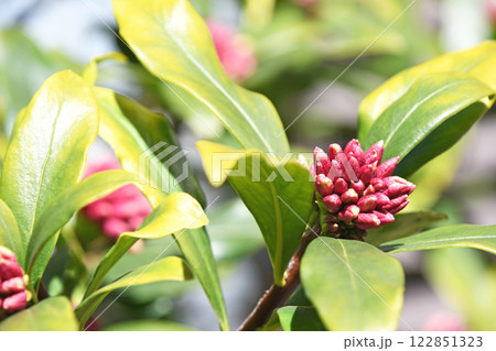 早春の日差しの中で開花を待つ沈丁花の蕾(2月) 早春の日差しの中で開花を待つ沈丁花の蕾(2月) 122851323