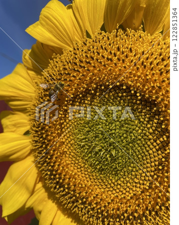 Bee gathering pollen on sunflower, close up. 122851364