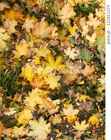 Background of yellow and green fallen maple leaves 122851373