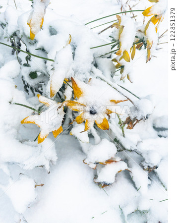 Yellow flowers covered with snow in the garden Yellow flowers covered with snow in the garden 122851379