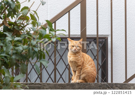 塀の上に座ってこちらを見る野良猫 122851415