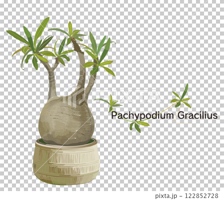 鉢に入ったパキポディウムのイラスト・パキポディウムグラキリス・ビザールプランツ・植物 122852728