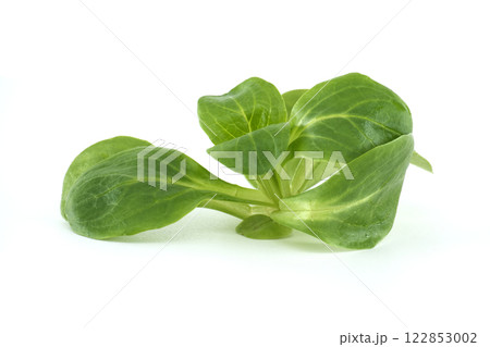 Fresh Green Valerianella Leaves on White Background Fresh Green Valerianella Leaves on White Background 122853002