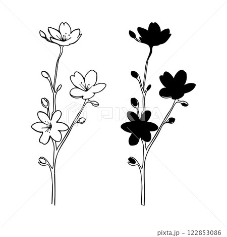 Branch set of blooming cherry blossoms in doodle sketch style, contour hand drawing, isolated on white background. Spring sakura. 122853086