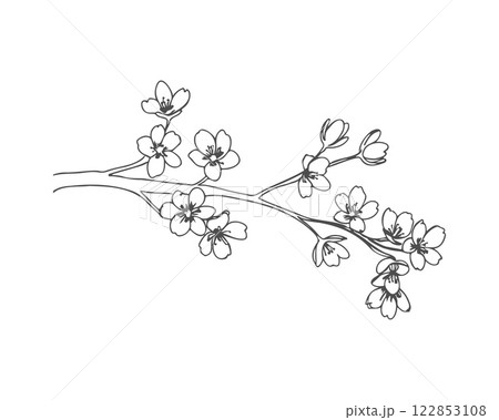 Cherry vibe, cherry blossom branch sketch drawing, flowers contour stylized drawing, isolated on white background. 122853108