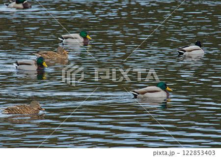 渡り鳥の越冬地でにぎやかな鴨池 122853403