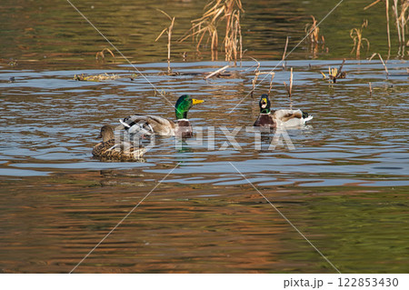 渡り鳥の越冬地でにぎやかな鴨池 渡り鳥の越冬地でにぎやかな鴨池 122853430