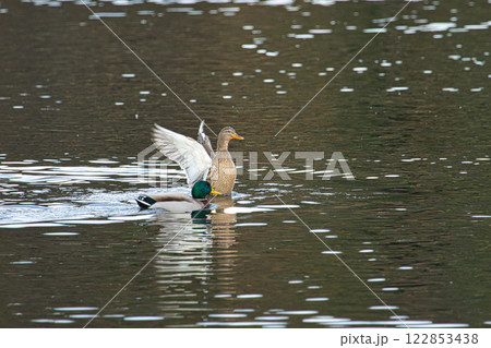 渡り鳥の越冬地でにぎやかな鴨池 122853438