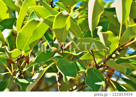 オガタマノキの蕾（冬、二月） 122853454