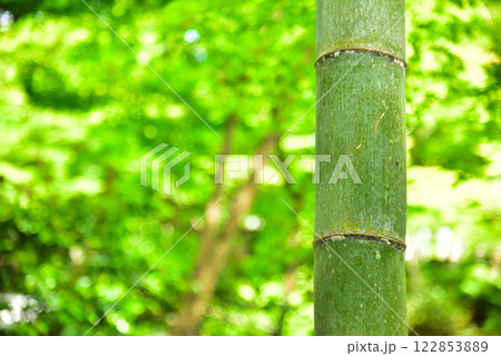 京都 春の圓光寺 122853889