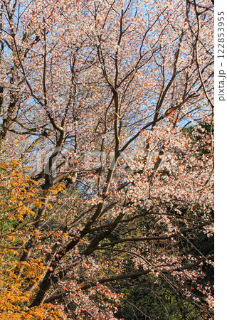 桜川の山桜 122853955