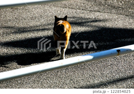 道路を堂々と渡る猫 122854025
