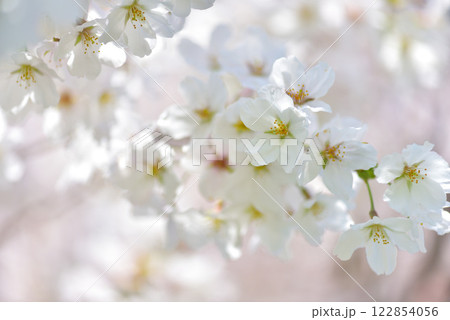 日本の春 満開の桜 122854056