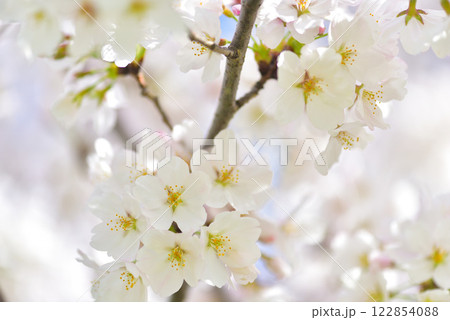 日本の春 満開の桜 122854088