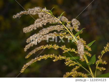 Wildflowers of the Solidago Canadensis shrub in autumn 122854123
