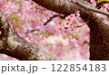桜色のぼかし背景に幹と早咲き桜 122854183