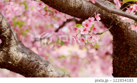桜色のぼかし背景に幹と早咲き桜 122854183