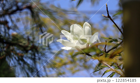 青い空にハクモクレンの花 122854185