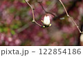 背景ぼかしのハクモクレンのつぼみ 122854186