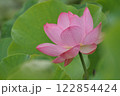 蓮 122854424