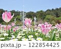 チューリップ 122854425