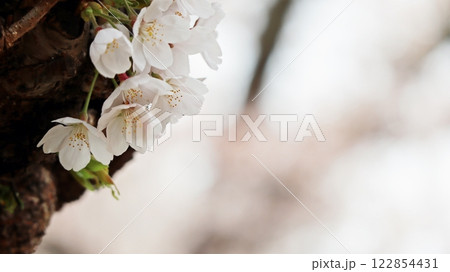 うす桜色のぼかし背景に桜の花 122854431