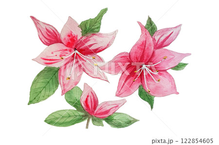 春に美しく咲くピンクのツツジやサツキ 122854605