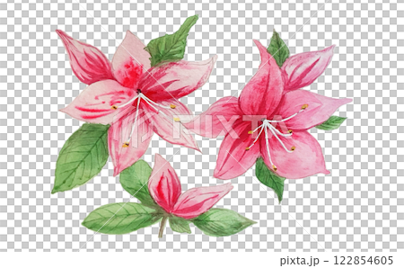 Pink azaleas and satsuki flowers bloom beautifully in spring 122854605