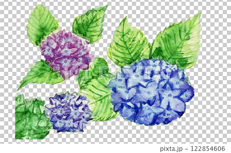 雨季的藍色和紫色繡球花 雨季的藍色和紫色繡球花 122854606