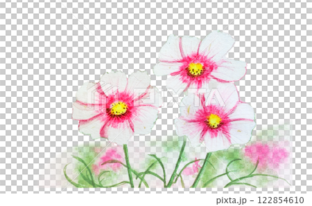 Cosmos blooming in a cosmos field in autumn Cosmos blooming in a cosmos field in autumn 122854610