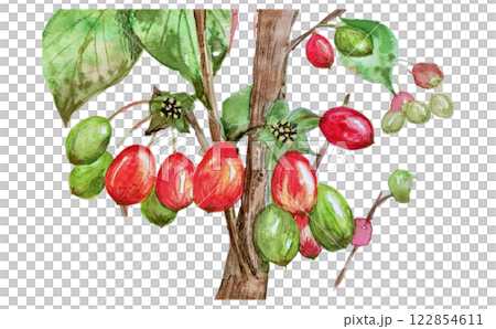 秋季木瓜的紅色果實 秋季木瓜的紅色果實 122854611