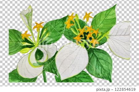 Konronka has beautiful white leaves 122854619
