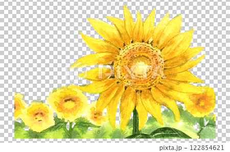 Sunflowers blooming vigorously in midsummer in a sunflower field 122854621